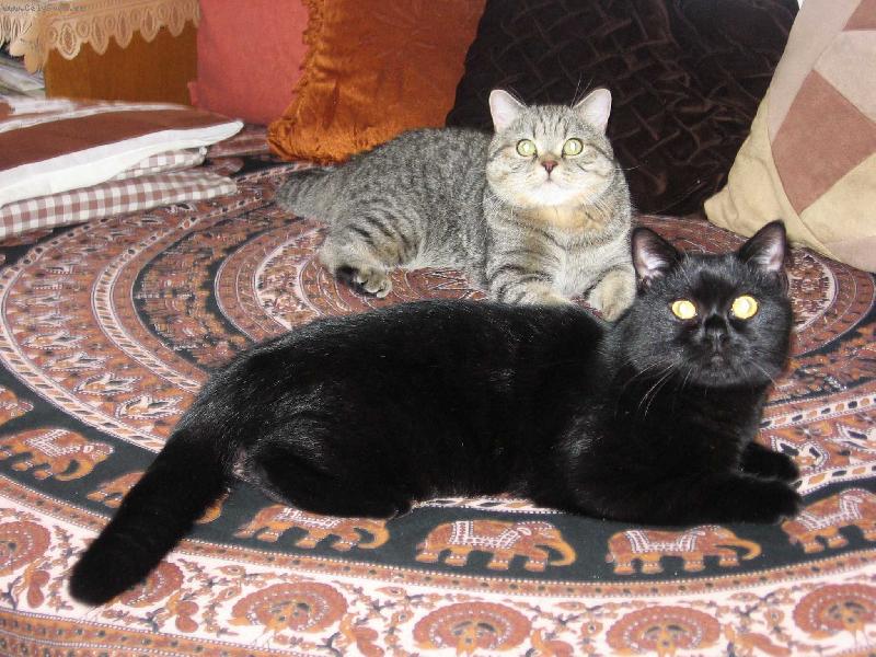 Foto: Kamar�di